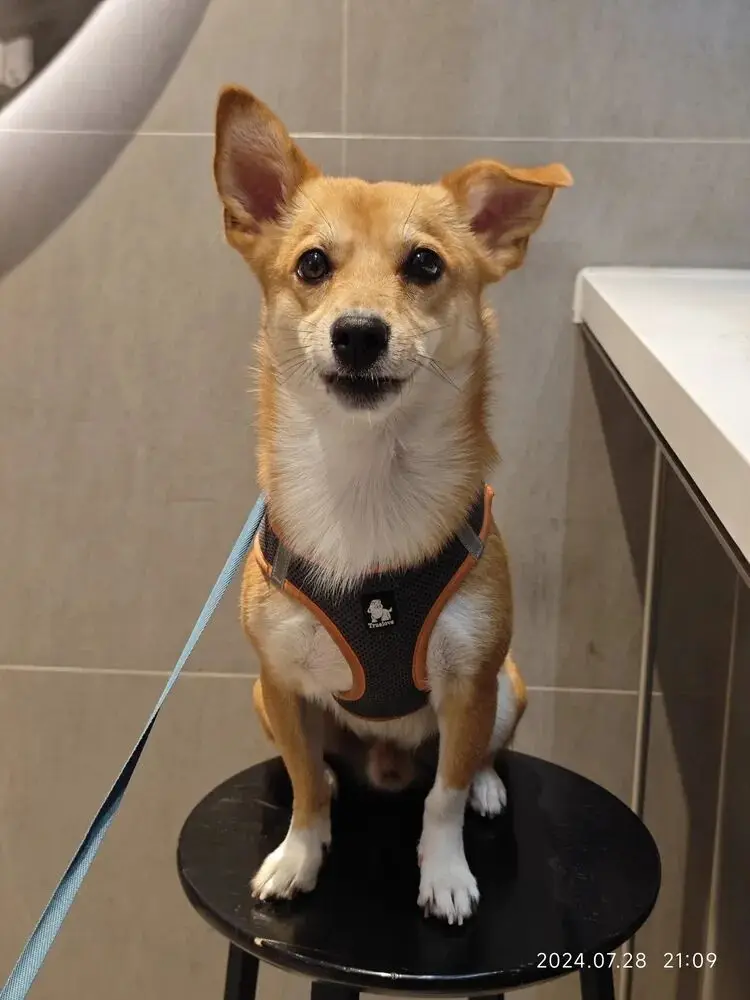 جديد الشتاء نمط الرباط الخصر سترة منتفخة عالية الرقبة سستة الدافئة القطن معطف مبطّن مقنعين مبطن أسفل سترة