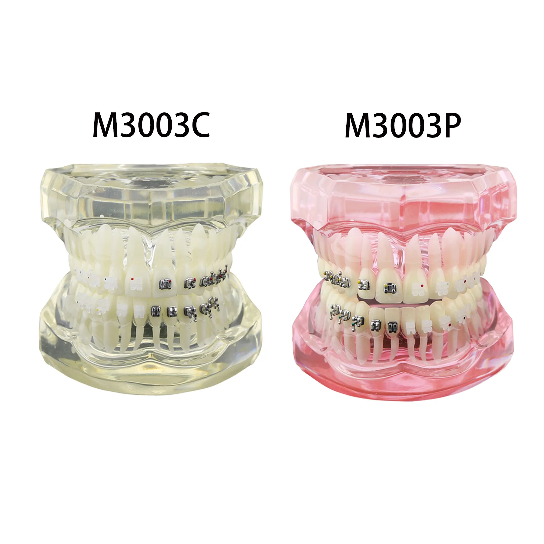 Dental Orthodontic Typodont Teeth Model With Half Metal Ceramic Bracket Standard Demo Comparison Demonstration Studying Teaching