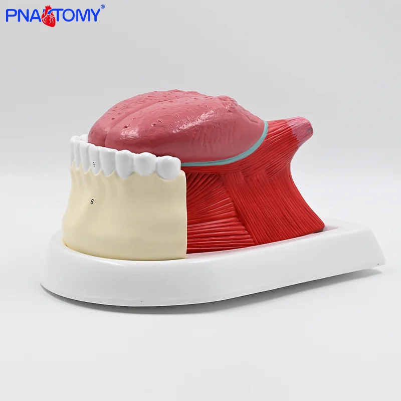 

The Tongue and Teeth Model is Detachable into Four Parts the Tongue Lower Jawbone and Oral Cavity for Demonstration