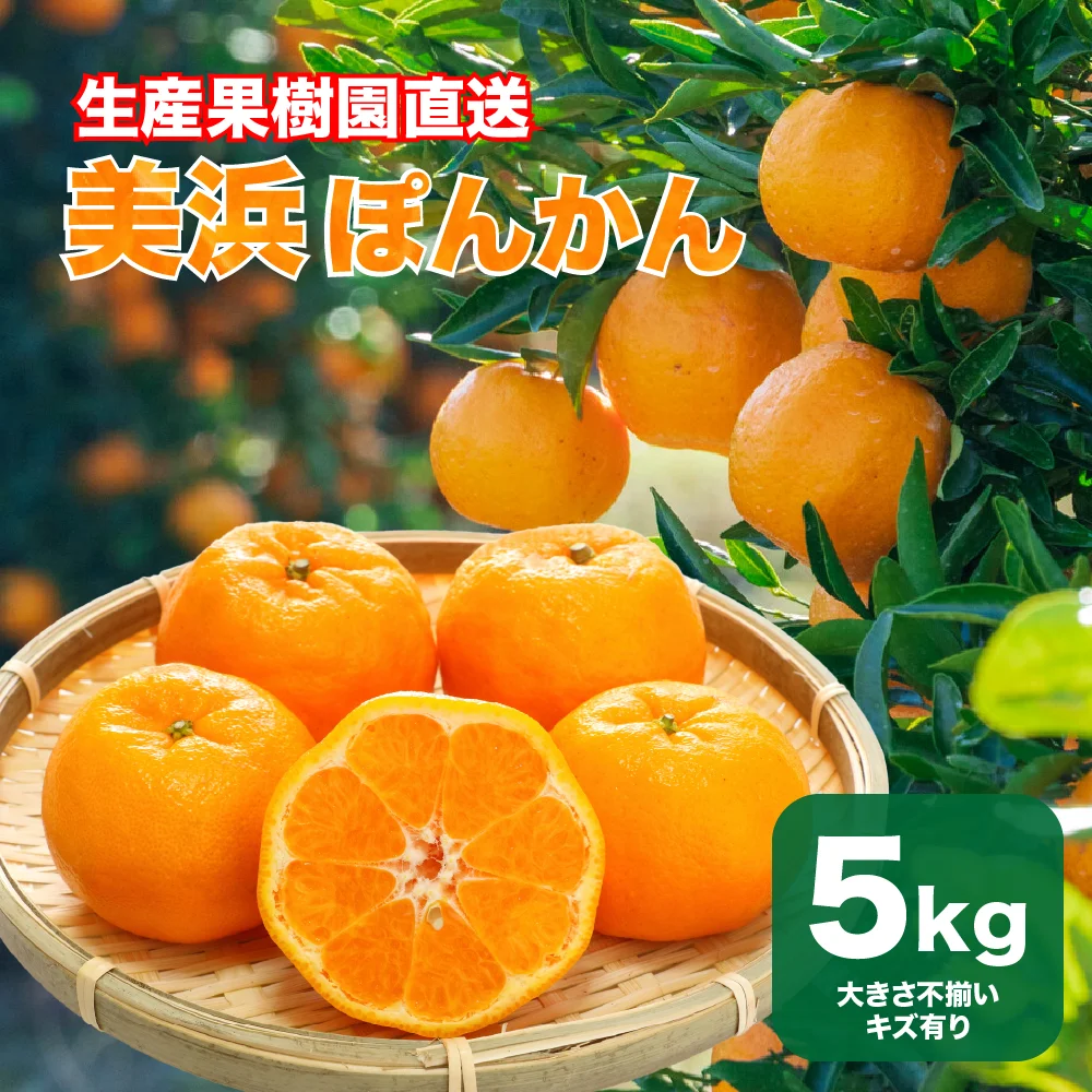 【産地直送】愛知県美浜産 ぽんかん 5kg（訳あり）家庭用 箱買い 送料無料 みかん ポンカン 美浜町 知多半島