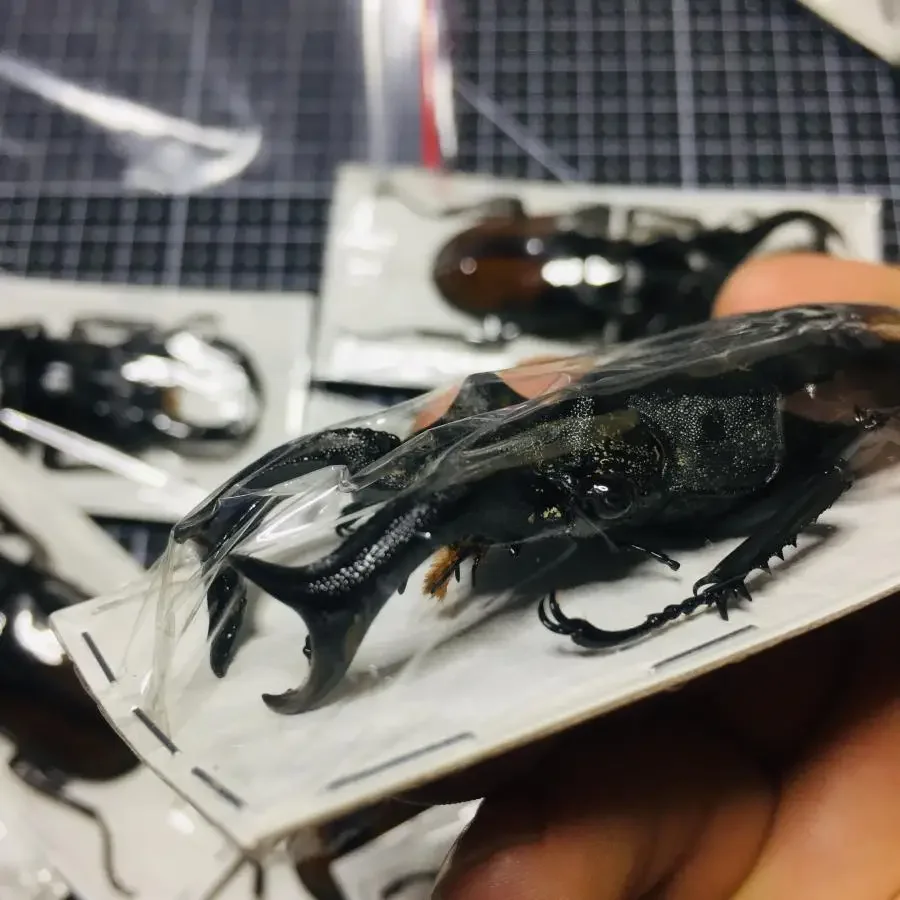 Large Flat Stag Beetle, Dorcus Titanus, Real Insect Specimen, Mechanical Punk Crafts, Teaching Science, Collectible Art