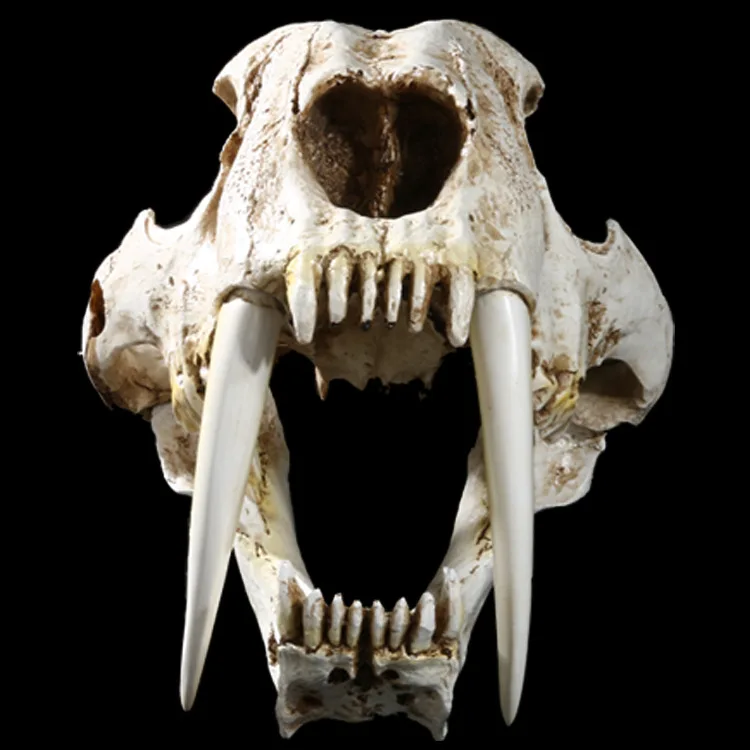 [MGT]-American Ancient Animals Saber Tooth Cat Tiger Skull Sabertooth Smilodon Fatalis Specimen Model, Animal Skeleton Model, 1: