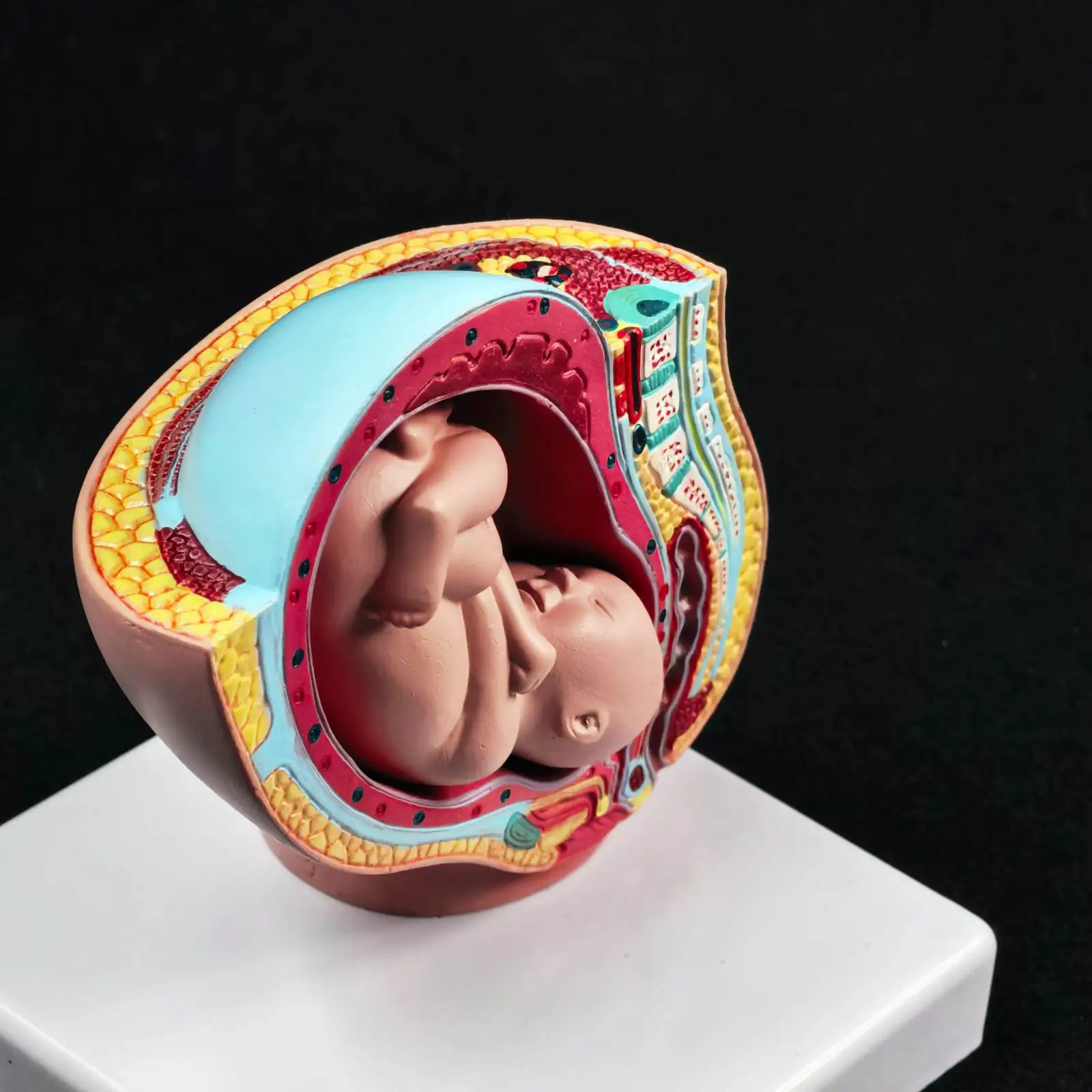 PVC Human Female Pelvic Section Pregnancy Anatomical Model Medical Pelvis Anatomy