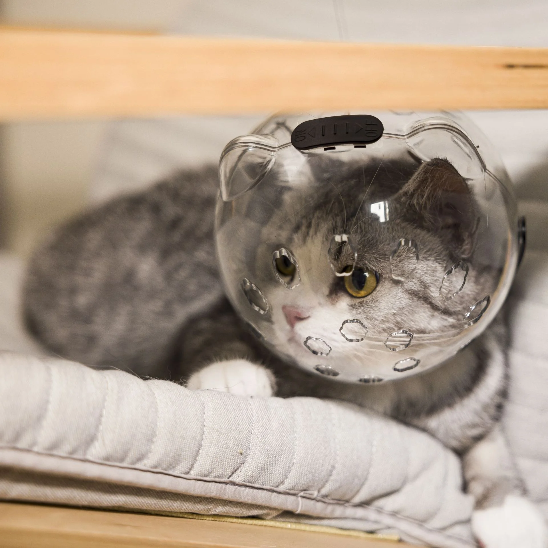Cat Elizabeth Ring Space Hood Transparent Cat Collar Breathable Anti-Licking Protective Headgear Prevents Biting