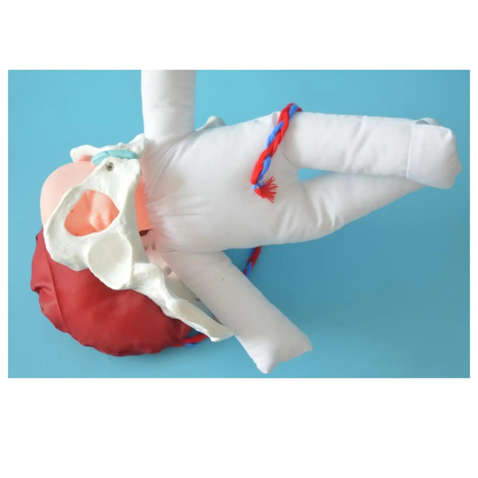 

Female Pelvis Model Childbirth Model Training Model Human Female Pelvis Anatomy Model