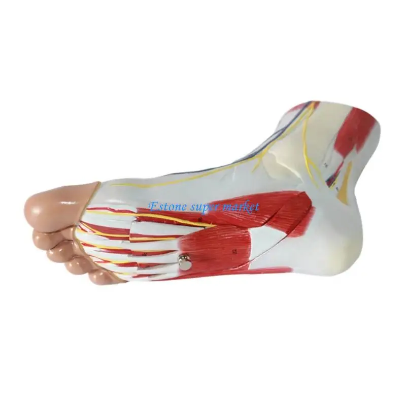 090B Colorful Accurate Foot Anatomical Model with Muscles Blood Vessels for Education