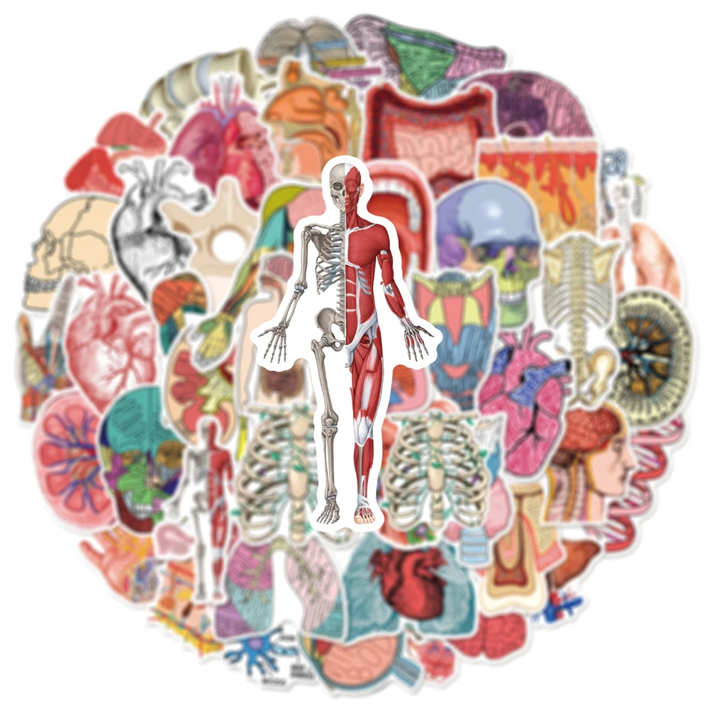 

10/30/50pcs Organ Anatomy Diagram Cartoon Stickers DIY Phone Luggage Laptop Scrapbook Funny Creative Graffiti Decals Decoration