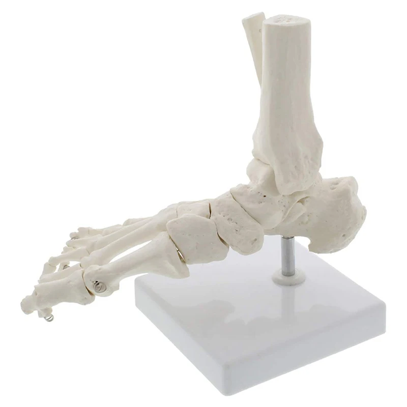 1:1 Human Foot Palm Skeleton Anatomy Model Medical Science Student Teaching Resources Anatomia Humana Biologie Use Tools Kit