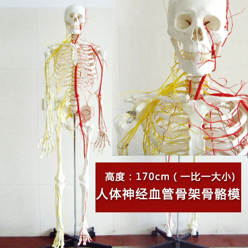 Genuine human 170CM skeleton nerve and vascular skeleton specimens skeletal medical skeleton model