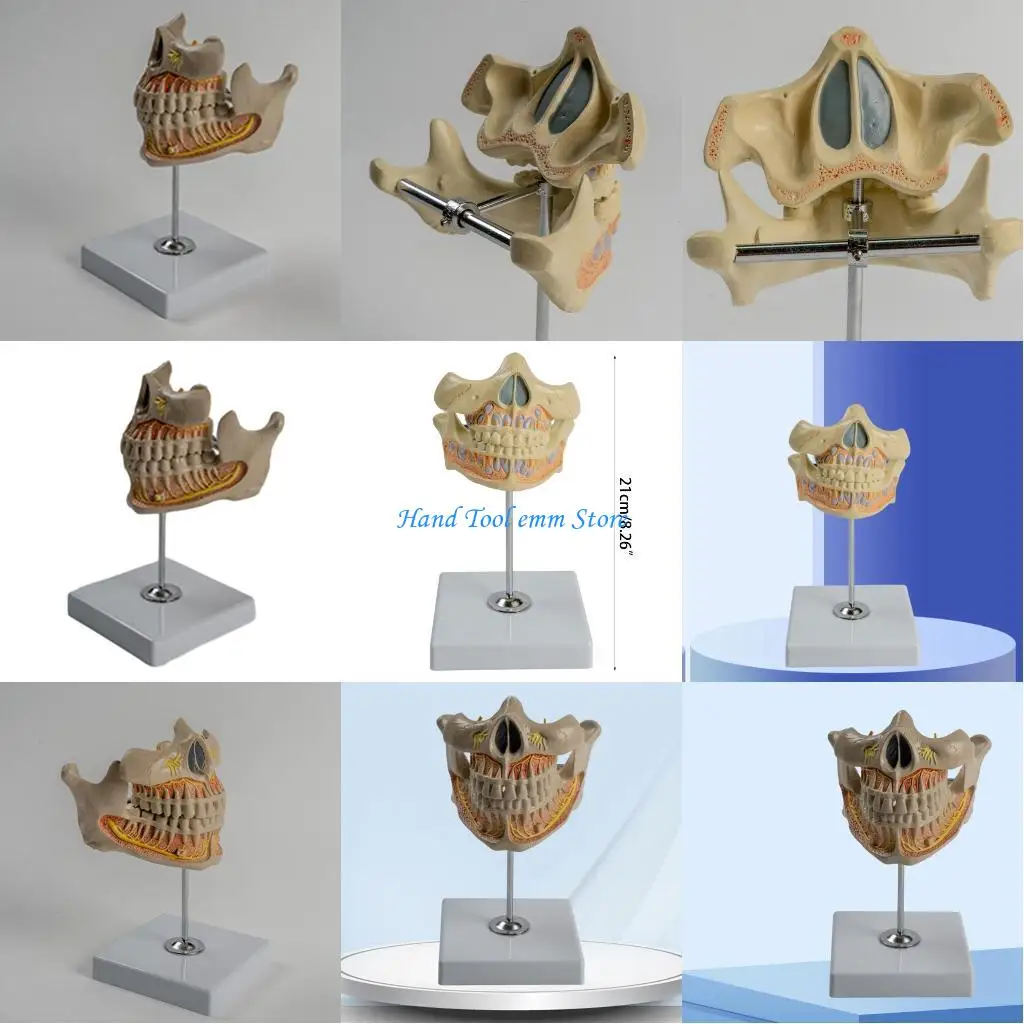 

H37F Модель зубов, Модель постоянного зуба человека, Модель анатомии зубов для медицинской стоматологической стоматологии