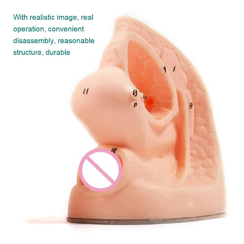 Catheterization Anatomy Model 6