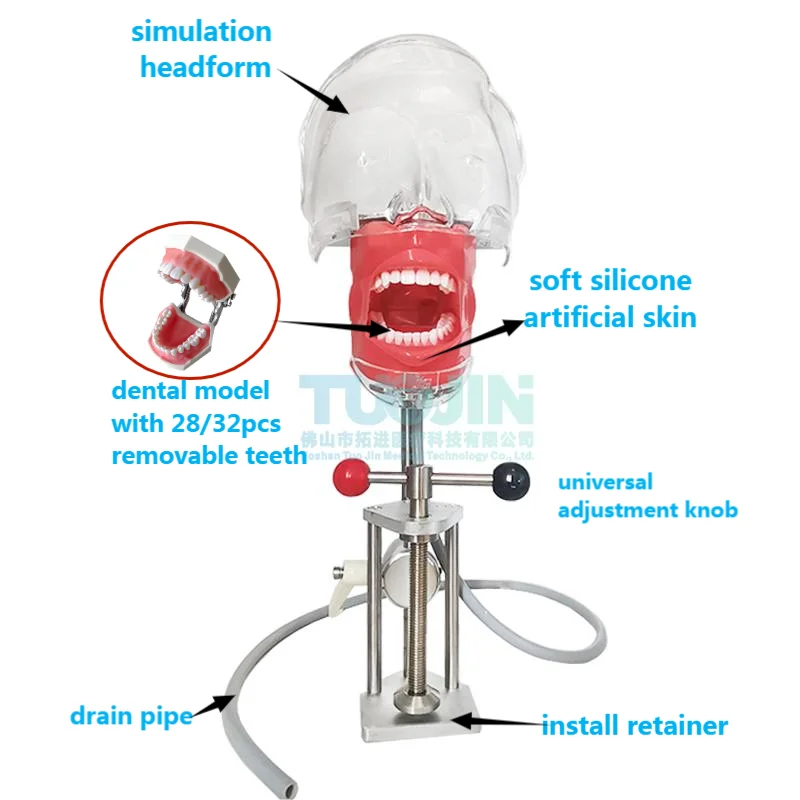 Head Model Dental Simulator Manikin Phantom Surgical Dental Phantom Teeth Model For Studying Dentist Practice Dentistry Teaching