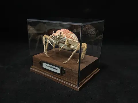 Maja Kominatoensis Real Crab Specimen Special Handicrafts Collectors Home Decor Ornament Desk Decoration Customized