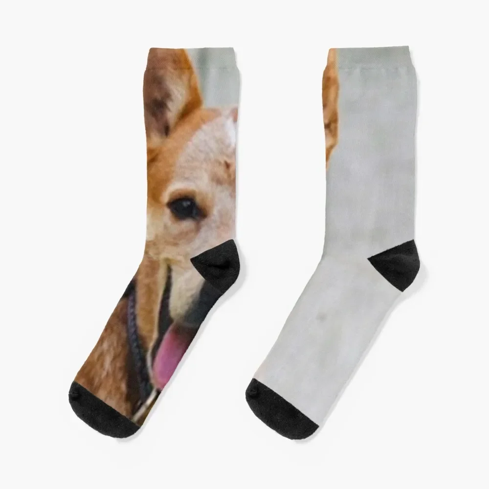 Cattle Dog - Red Heeler Socks Crossfit cartoon hip hop basketball Luxury Woman Socks Men's