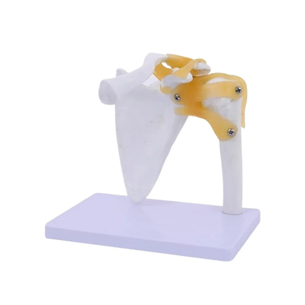 نموذج مفصل الكتف للهيكل العظمي البشري التشريحي الطبي للتدريس