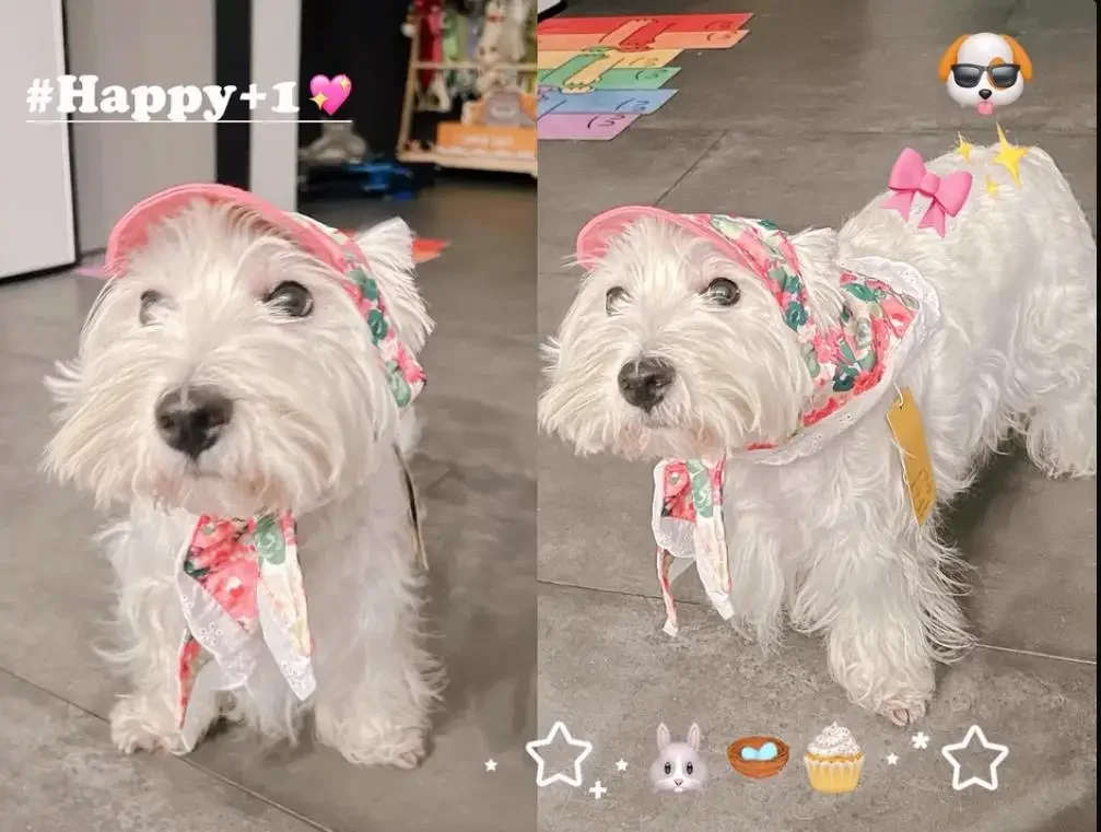 Dog headscarf Summer medium and small dog sunshade sun protection triangle towel