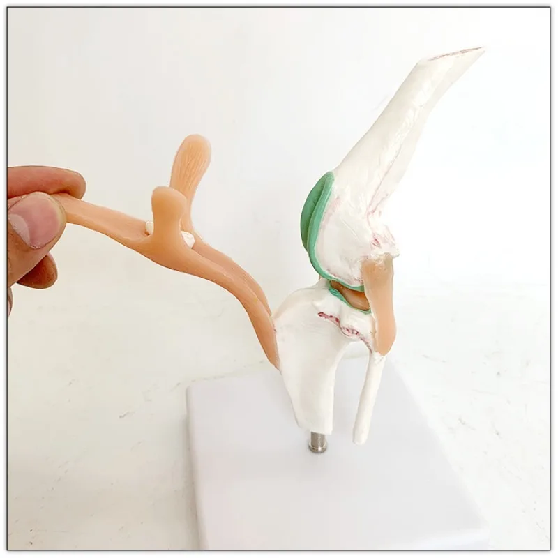 Dog Skeleton Model Canine Knee Joint Ligament Anatomical Model Pet Skeleton For Veterinary Teaching Education Display
