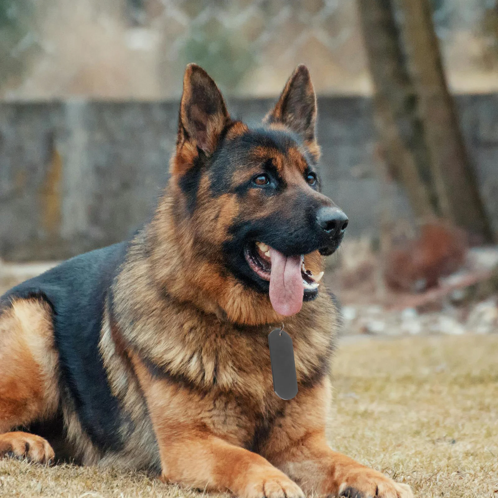 

2Pcs Stainless Steel Dog Tag Blanks Durable Engraved Pet Name Id Tags for Small Large Dogs Metal Tags Dog Tag Stainless Keychain