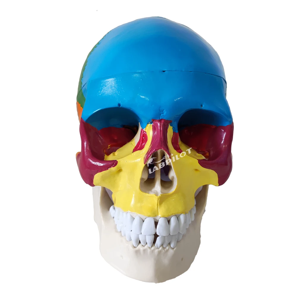 Colorful Skull Model with Painted Muscles Life-Size Human Anatomy Teaching