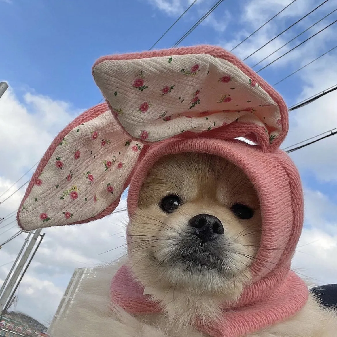 INS 귀여운 토끼 귀 애완 동물 니트 모자, 겨울 따뜻한 커버 고양이 귀여운 강아지 장식, 강아지 모자, Pomerian 강아지 액세서리, 신제품