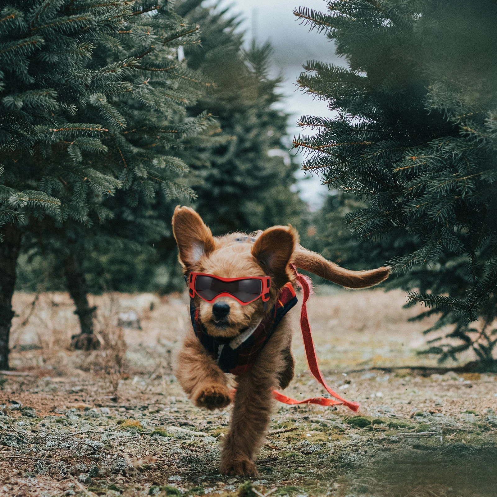 

Pet Sunglasses Protection Eye Cooling Dog Glasses Wear for Dog Cooling Goggles Fashion Puppy Accessories Anti UV Glasses