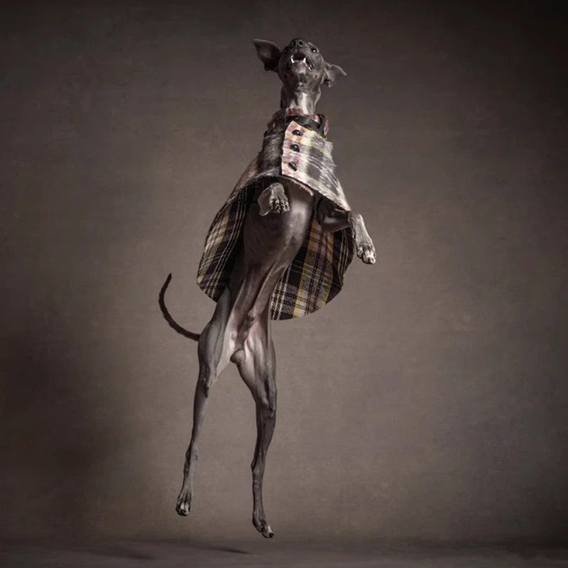 Elegant Adjustable Waistband British Style Coat For Italy Greyhound Luxury Windproof Warm Cape Jacket for Whippet Dog