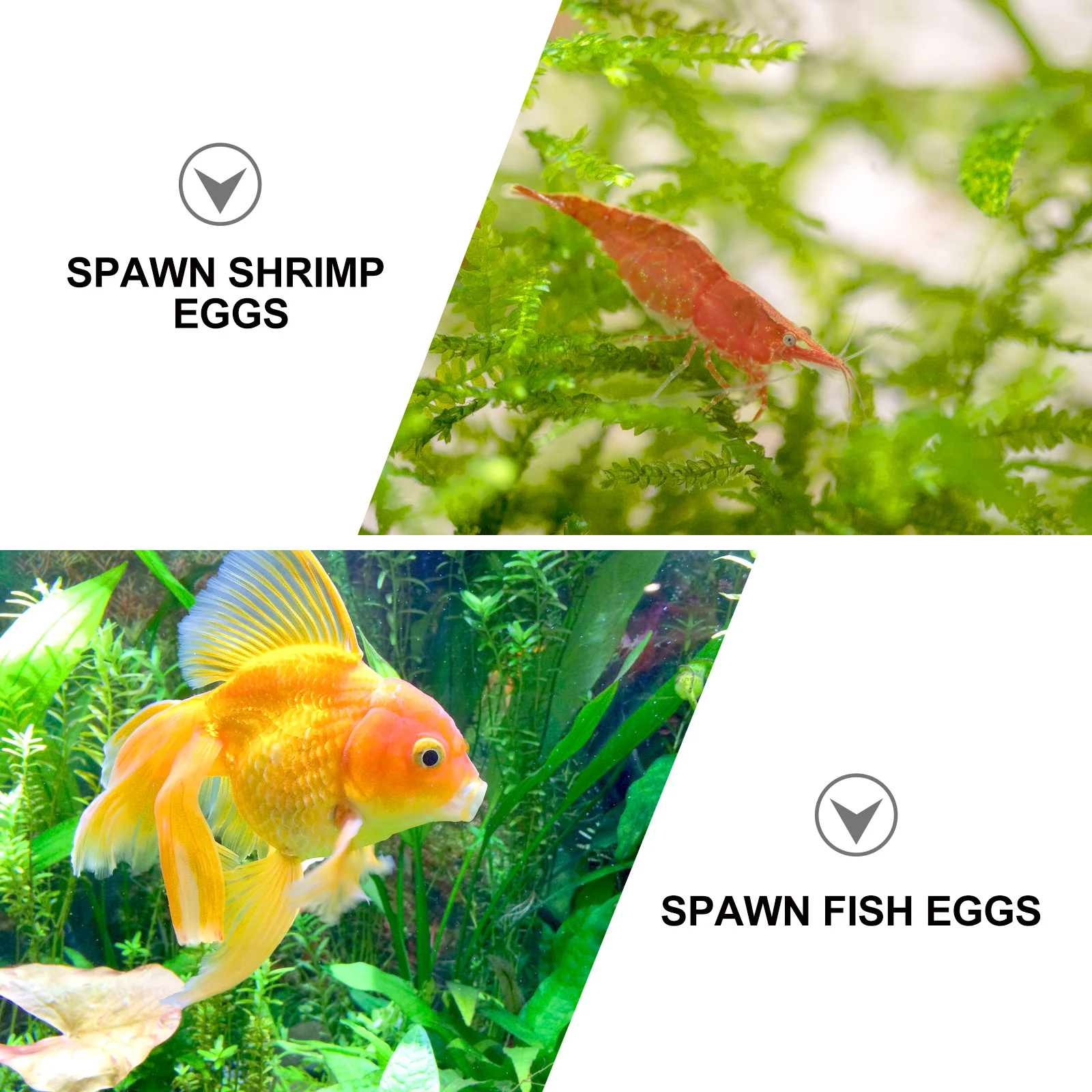 

5Pcs Fish Tank Shrimp Nest Sea Star Spawning Hole Decor Light Brown Aquarium Landscaping Hiding Cave Eluding House for Aquarium