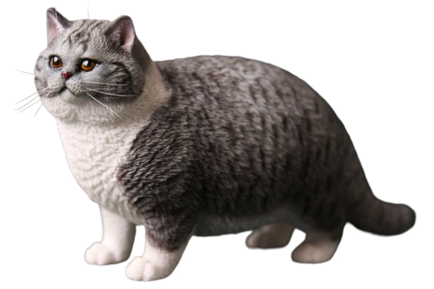 

HiPlay JXK Cat British Shorthair Cat Expertly Hand-Painted Lifelike Safe Resin 1:6 Animal Figurine