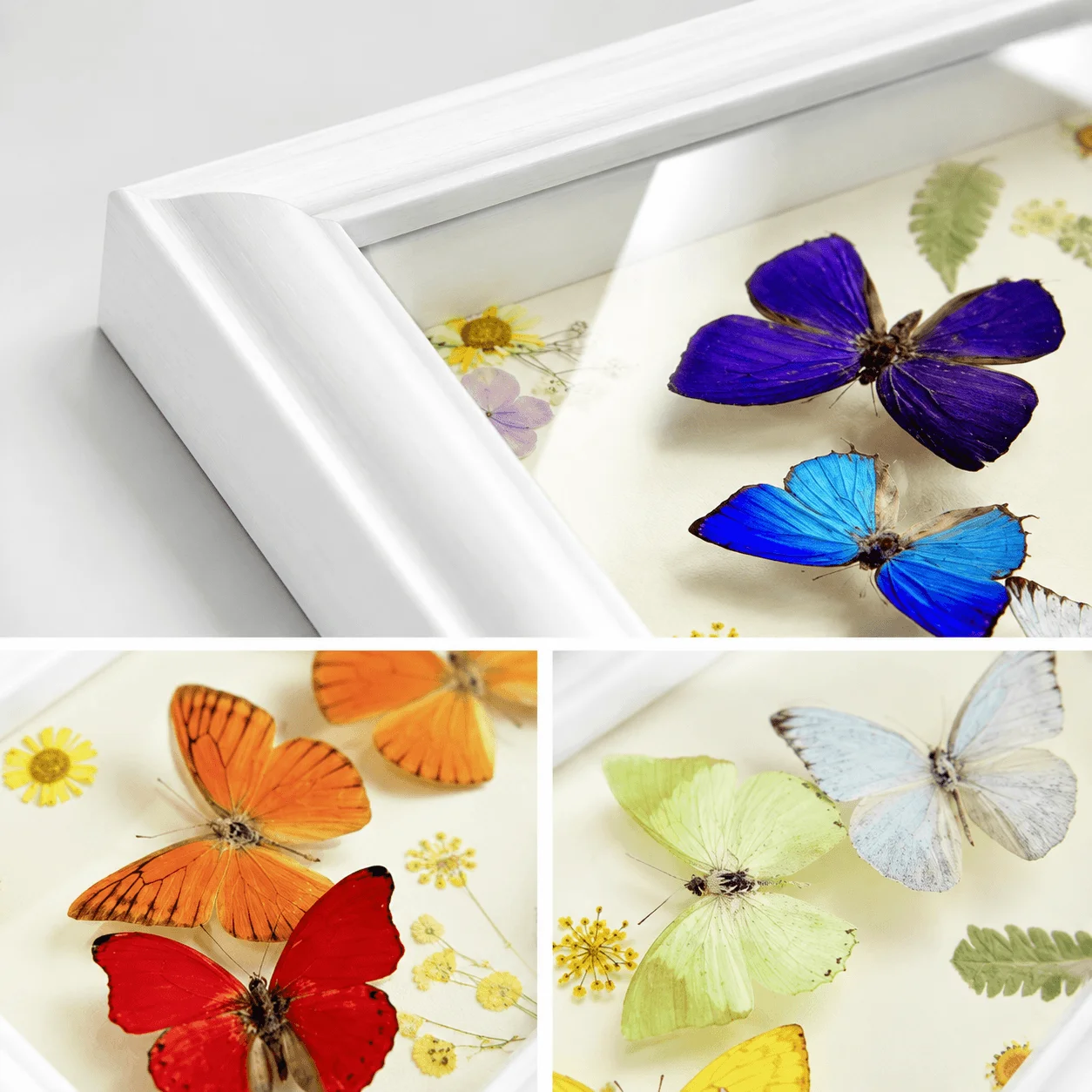 Butterfly Frame, Rainbow Wooden Glass Display, Nature Wall Decor Gift