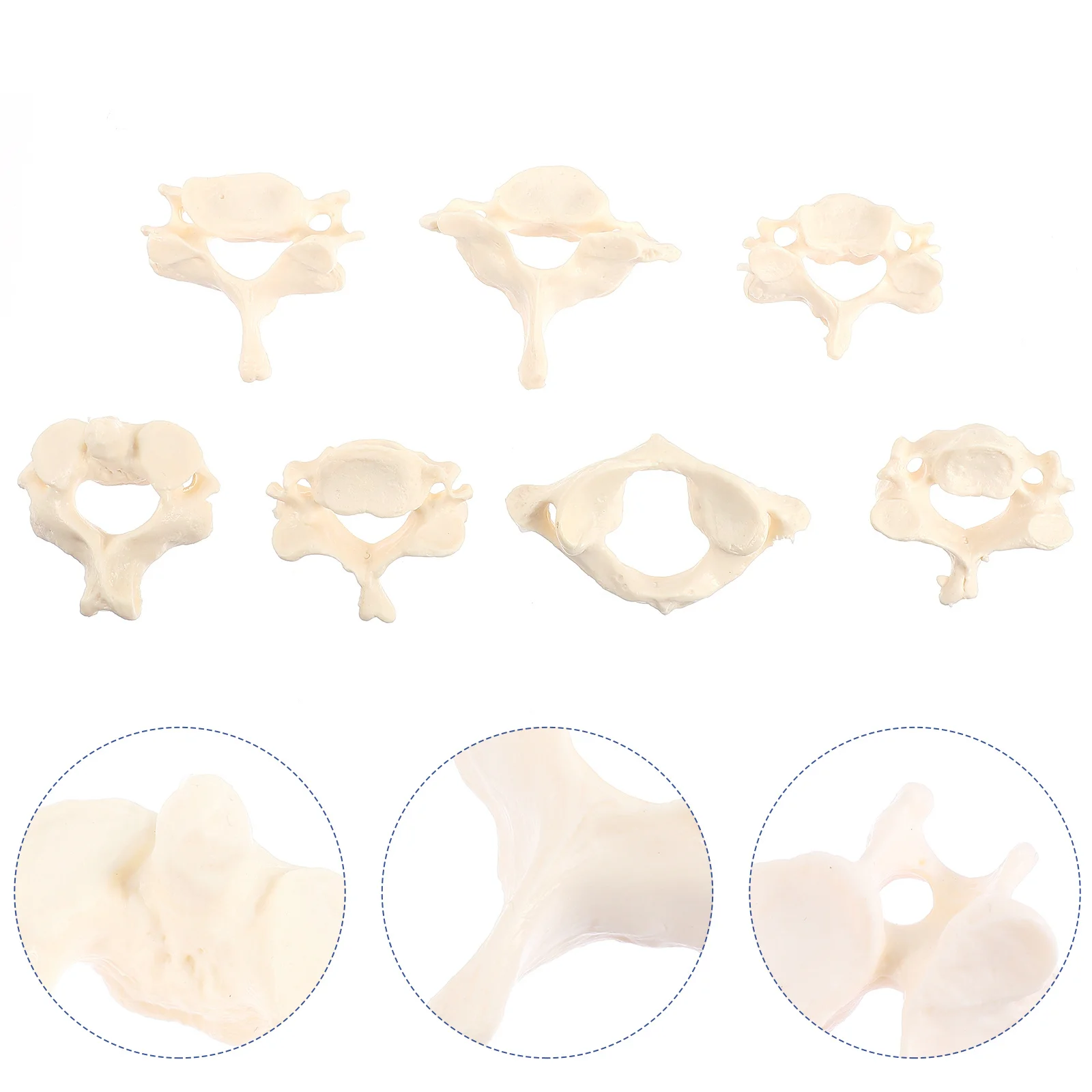 กระดูก Props Anatomy PVC กระดูกสันหลังส่วนคอ Real Person สาธิต Anatomical Vertebrae