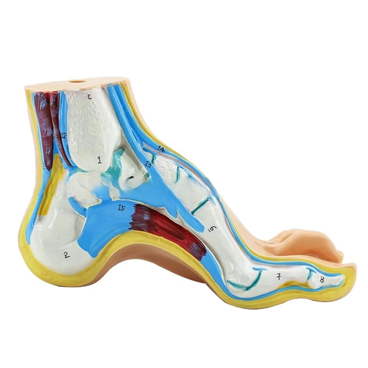 Foot Anatomy Model, Human Anatomy Foot Model, Normal Flat Arched Foot Model, Human Foot Muscle Model Flat Feet(Cavus)