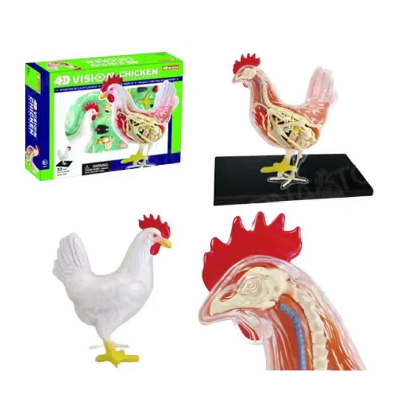 Red and White Chicken 4D Master Puzzle Assembling Toy Animal Biology Organ Anatomical Teaching Model Anatomy