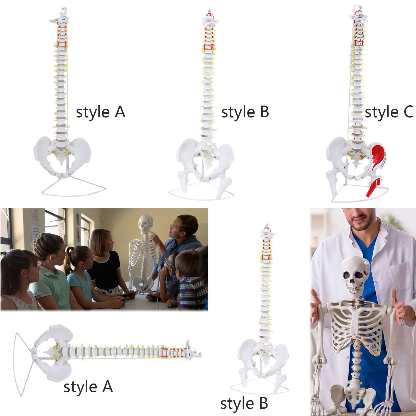 Spine Model Hanging Spinal Cord Model Tabletop Decoration with Display Stand Detailed Vertebral Column Model Education Tool