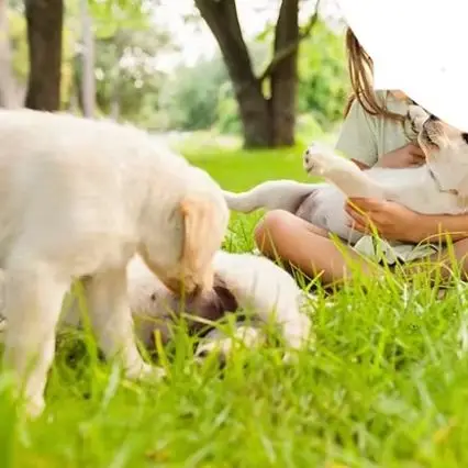 

Portable 1295mW LLLT Pain Relief Equipment, 808nm+905nm Wavelengths for Home Use Osteoarthritis & Muscle Recovery