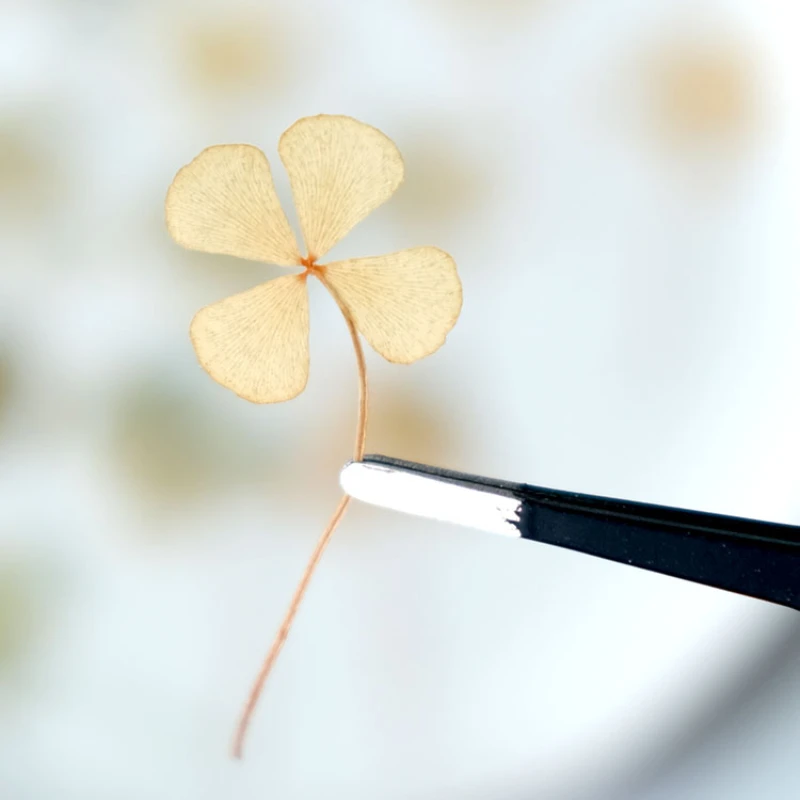 Thumbnail 3 - #19 Trending Dried Flowers Right Now