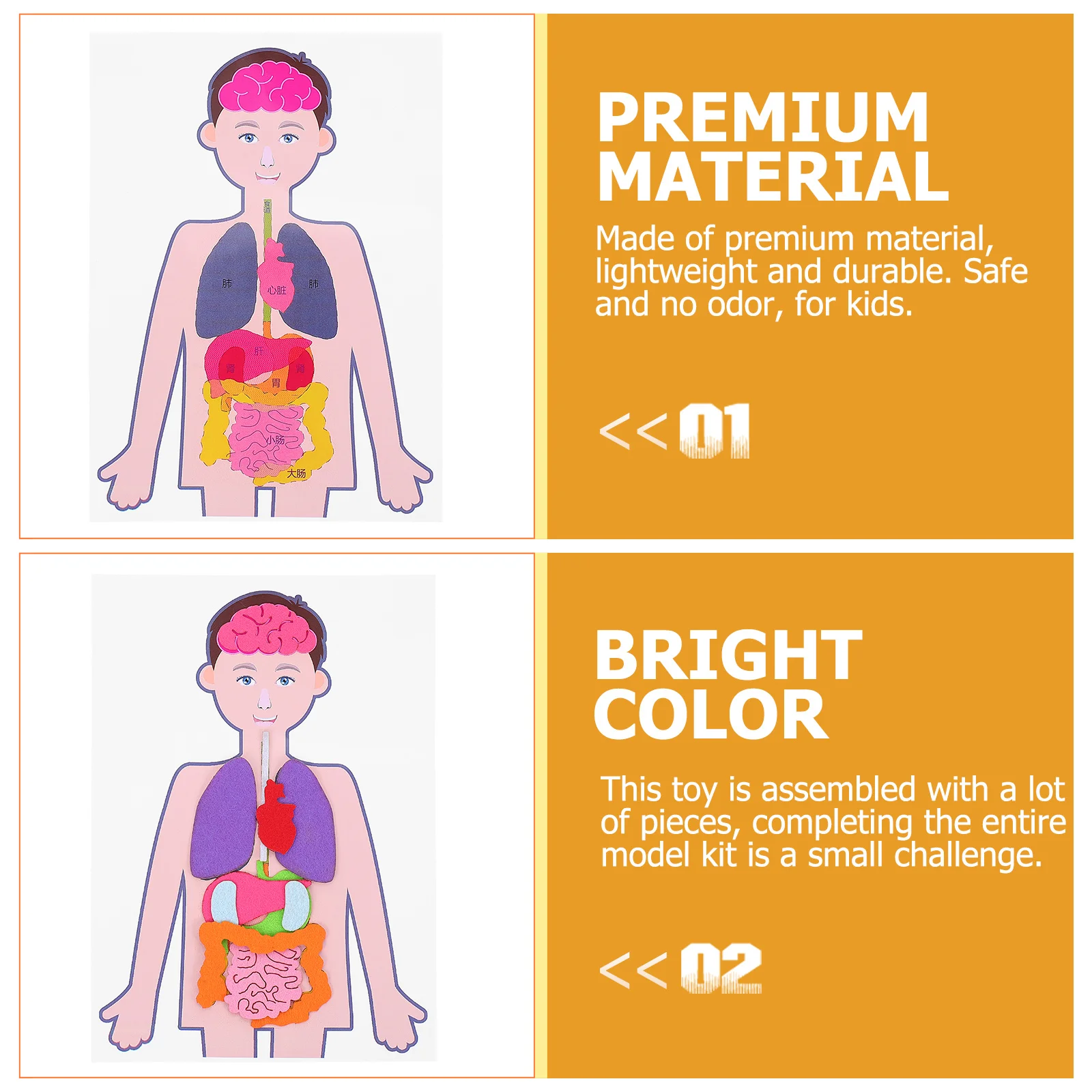 

2 комплекта, комплект для органов человека своими руками, легкий, прочный, безопасный, без запаха, детское когнитивное обучение, образовательное средство для обучения, анатомия
