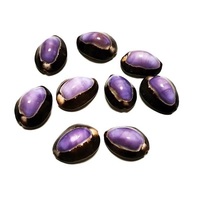 10 Pcs Purple Top Cowrie Shells Natural Purple Caput Seashell Conch Jewelry Pendant Charms Beach DIY Home Decoration Fish Tank