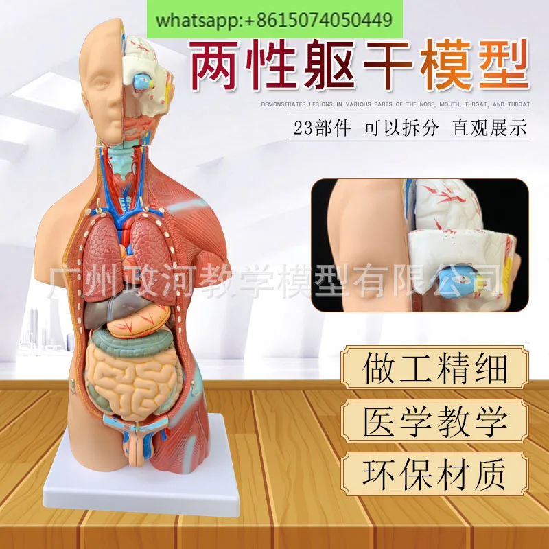 

45CM bisexual trunk model with 23 visceral trunk models detachable human anatomy teaching trunk model