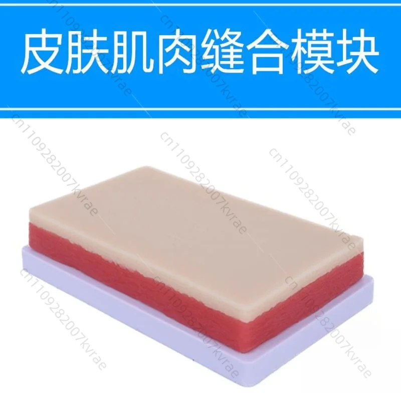 Human Skin Muscle Tissue Simulation Model, Medical Teaching Demonstration Tool