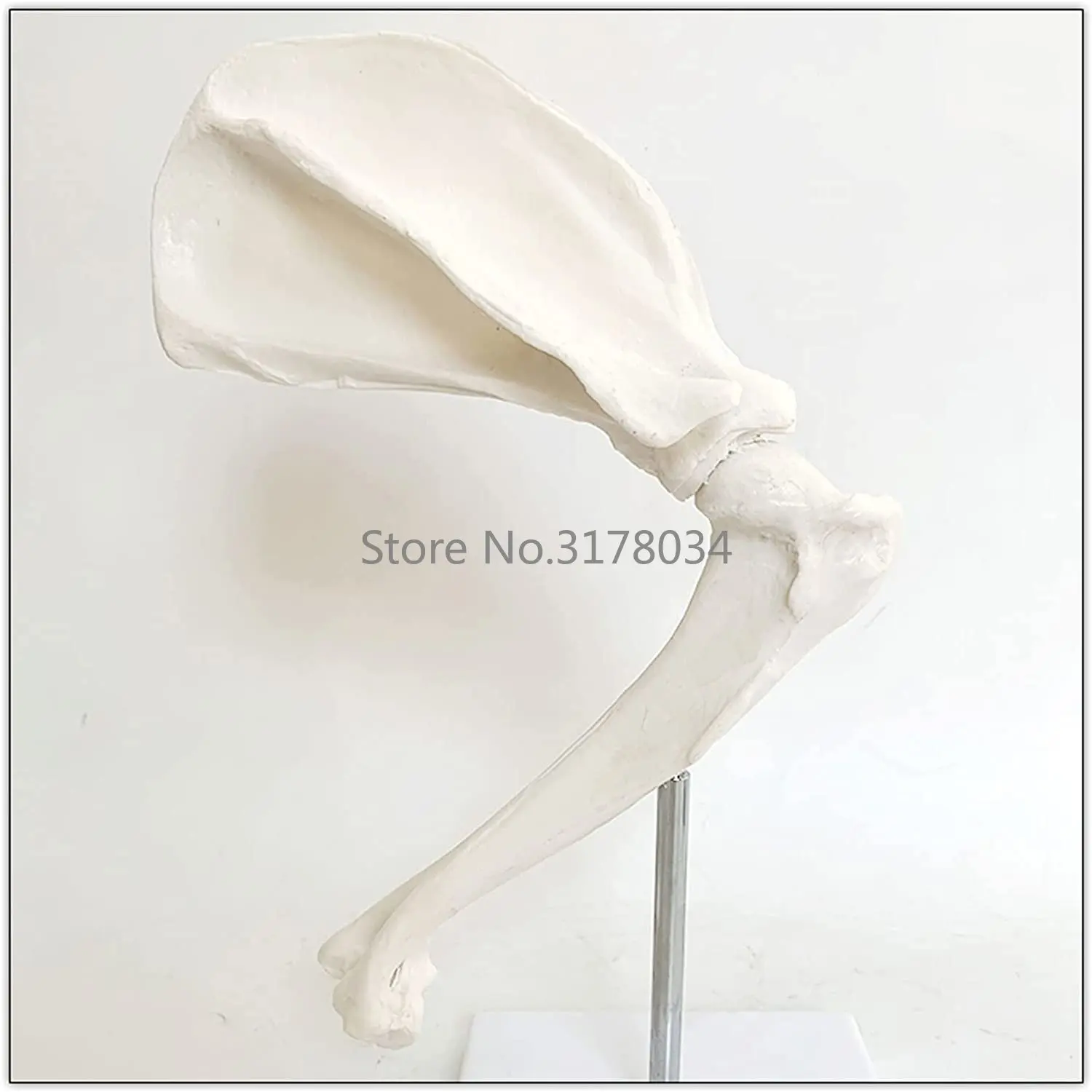 Dog Joint Model with Shoulder Blade Dog Shoulder Joint Model Animal Joint Canine Skeleton Model for Educational Traning Aid