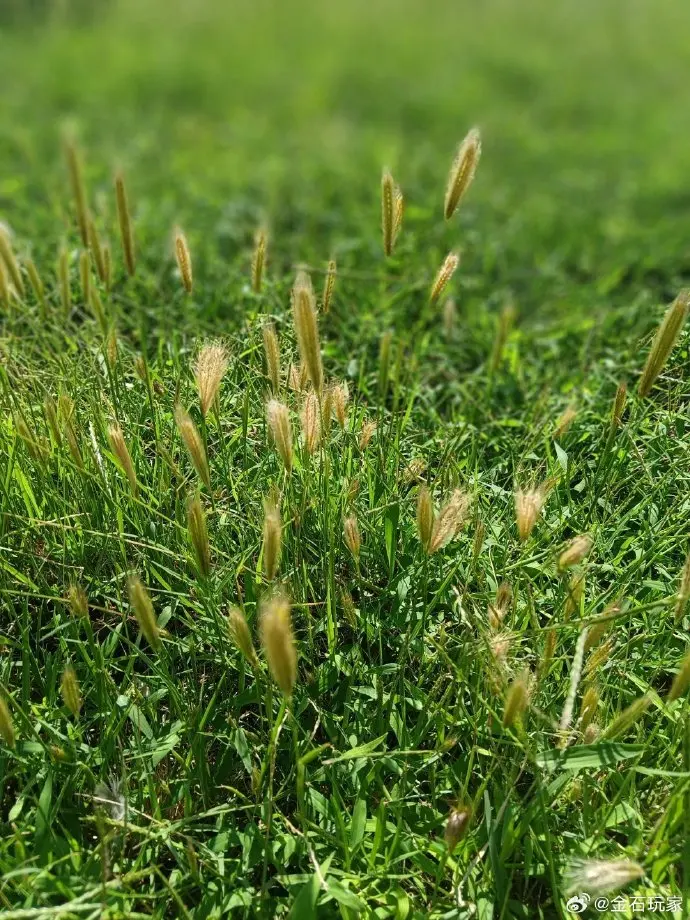 amplificatori-domestici-a-2-canali-12v-220v-amplificatore-audio-bluetooth-av-professionale-per-auto-amplificatore-hifi-digitale-con-telecomando