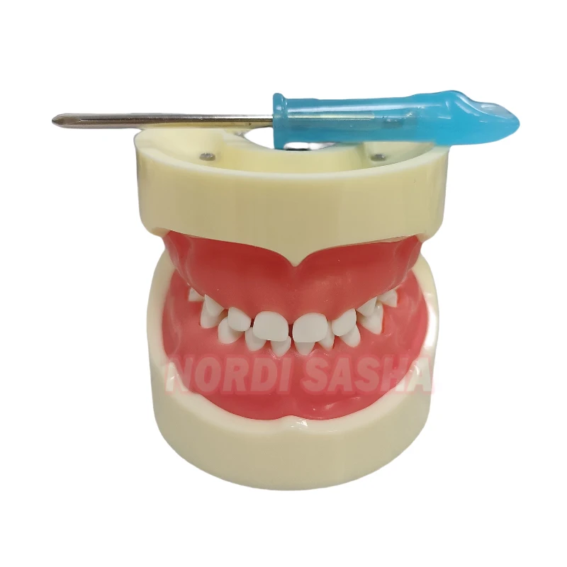 1Pcs/Box Dental Standard Typodont Model Kids Primary Teeth Model Deciduous Dentition Model for Oral Teaching & Clinic Display