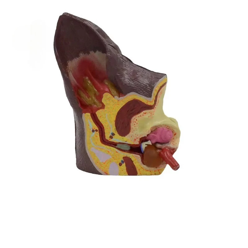 Animal Pathological Anatomy Dog Ear Anatomy Model Pet Hospital Teaching Display Supplies