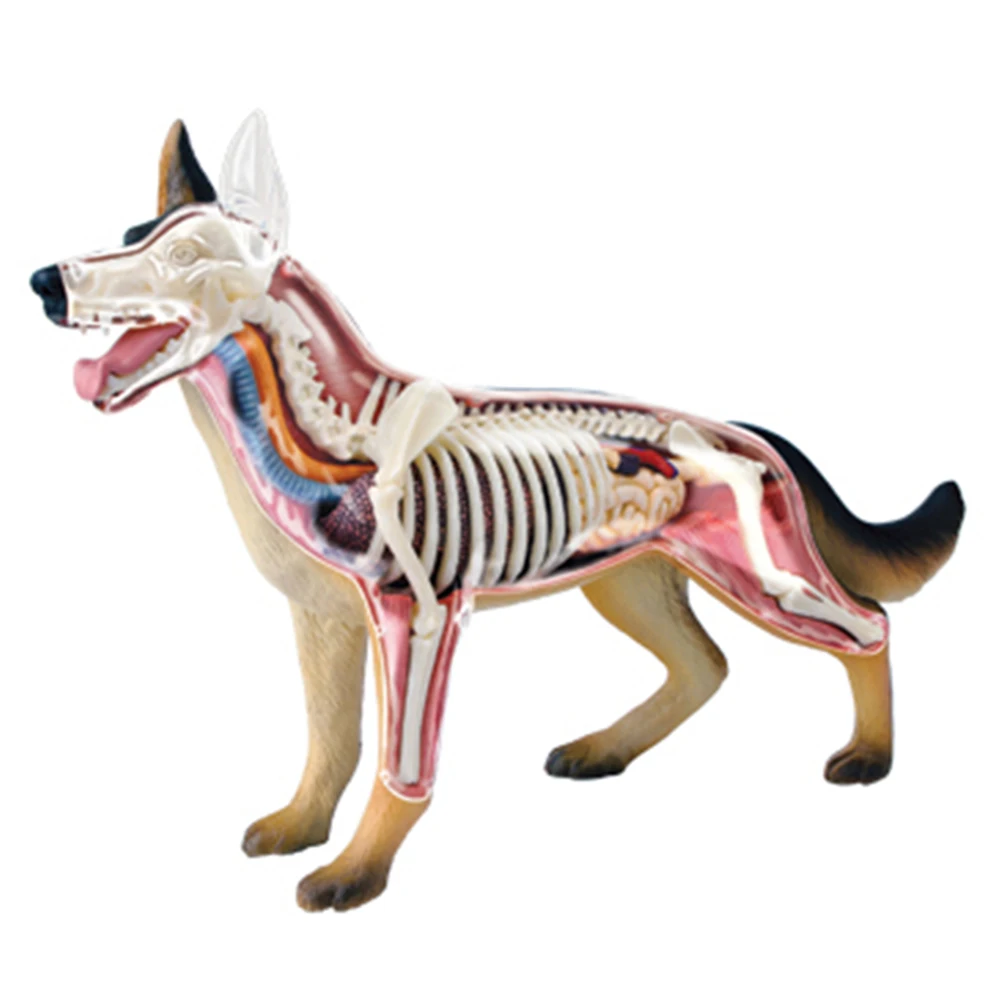 Modelo de anatomía de órganos animales, juguete de ensamblaje de inteligencia de perro 4D, modelo de anatomía de enseñanza, aparatos científicos populares DIY