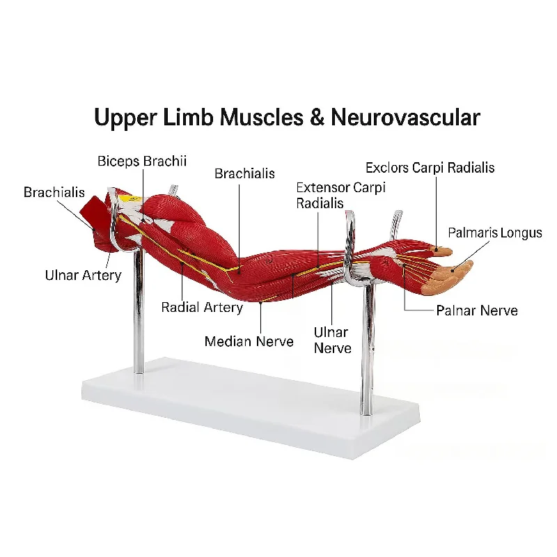 modele-anatomique-musculaire-du-bras-de-membre-superieur-humain-d'anatomie-avec-arteres-et-nerfs-aide-pedagogique-d'avant-bras-neurovasculaire-sur-support-de-base