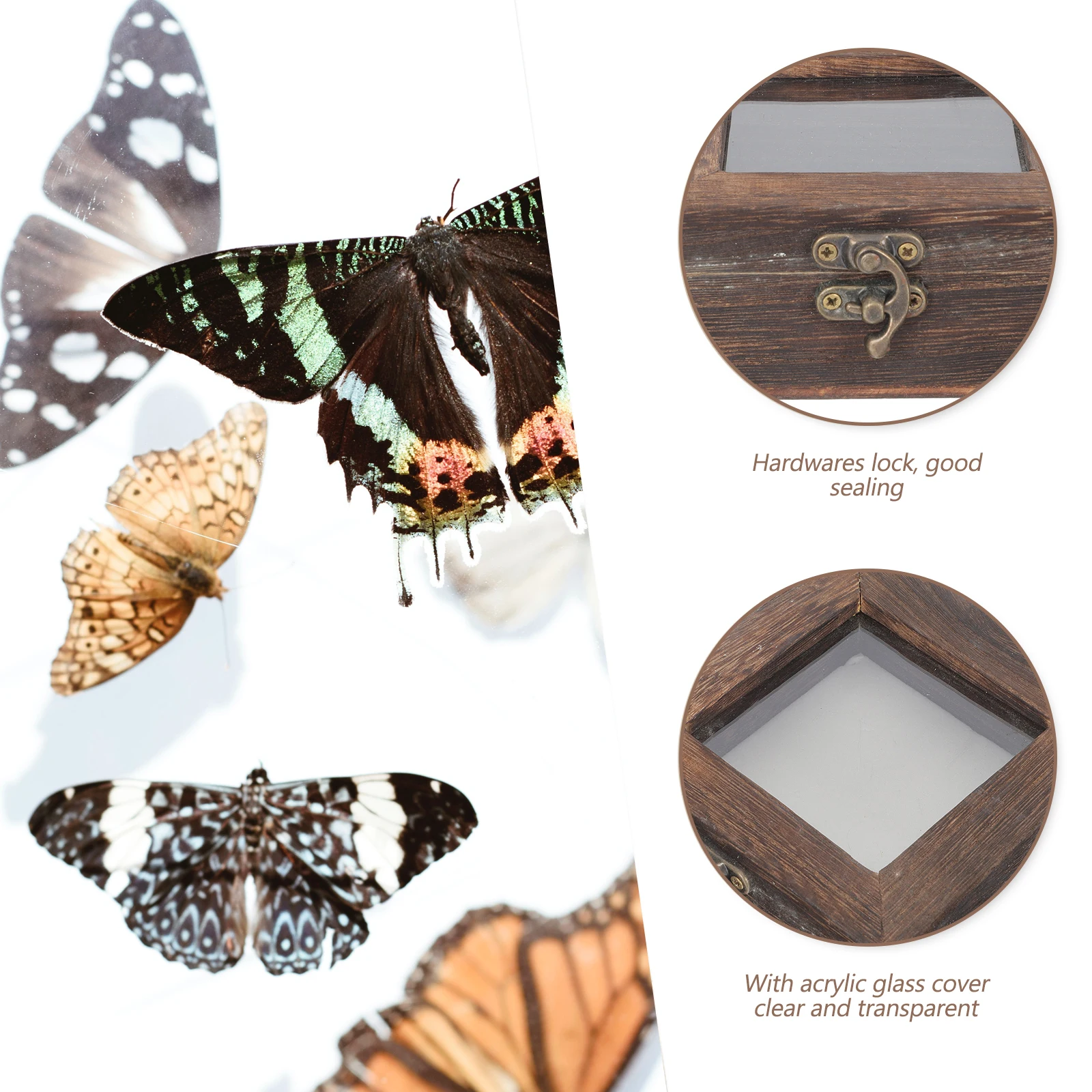 

Butterfly Specimen Box 15x15x4.5cm Wooden Display Case for Insect Jewelry Collectibles Dustproof Storage Boxes Retro Sample Box