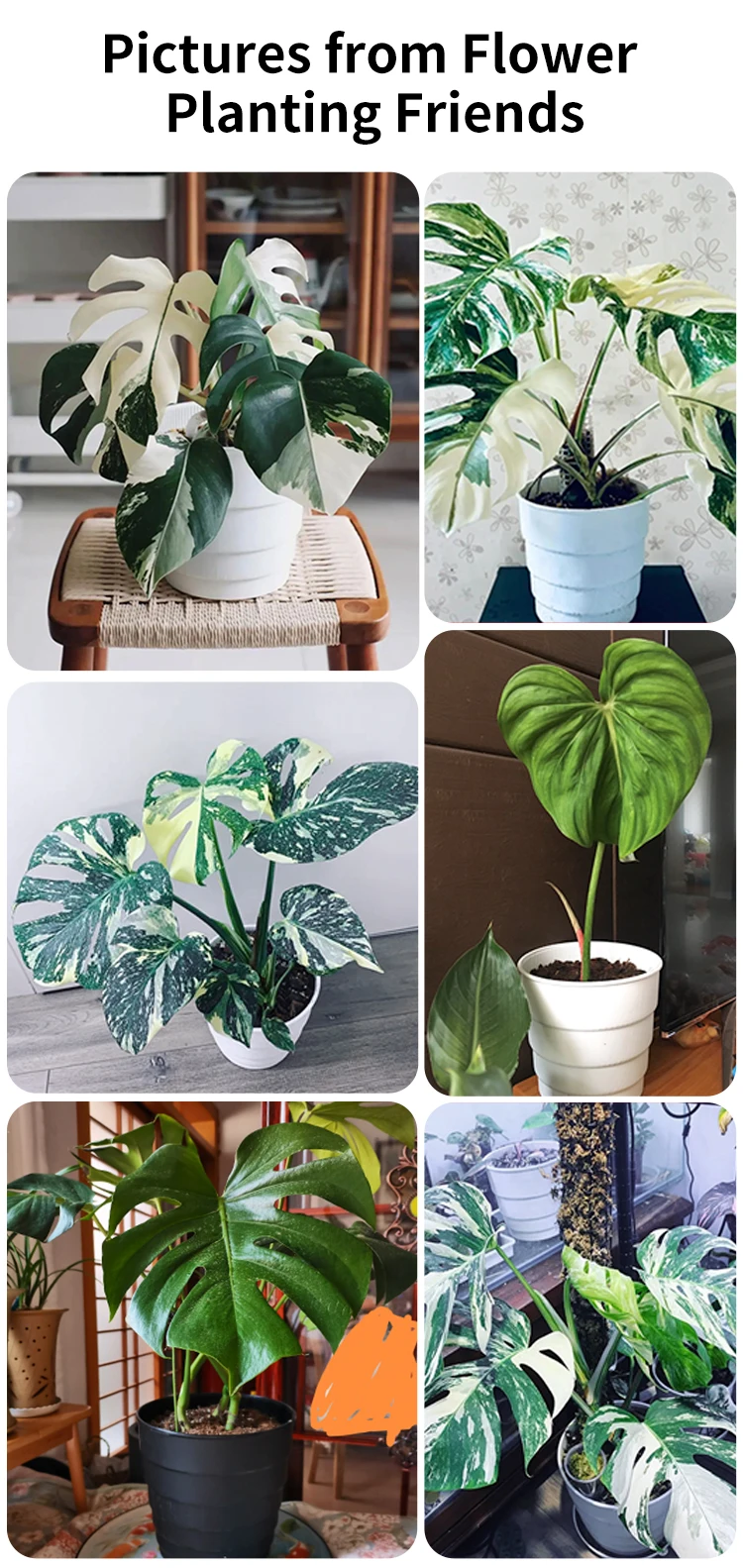 Meshpot Kunststoff Blumentopf Garten Töpfe Pflanzer mit Luft Löcher für Home Pflanzen Garten Zubehör 14cm/17cm/21cm/25cm – Detail 8