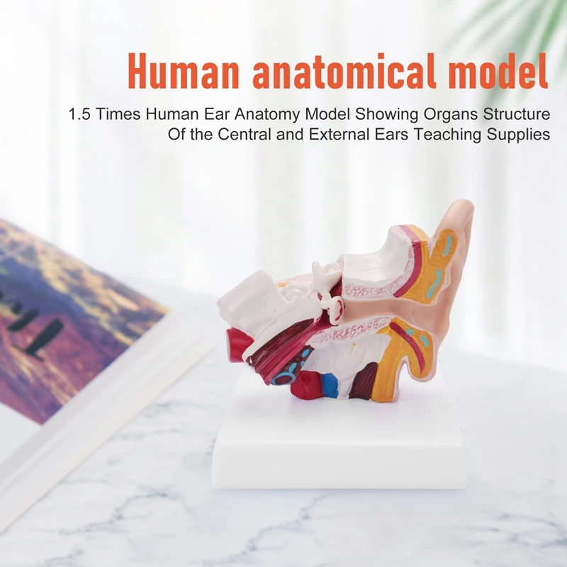 1.5 Times Human Ear Anatomy Model Showing Organs Structure Of The Central And External Ears Teaching Supplies