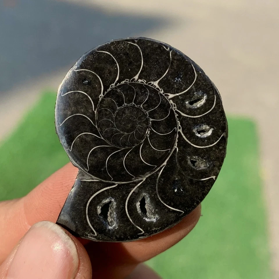 Natural Carbonized …