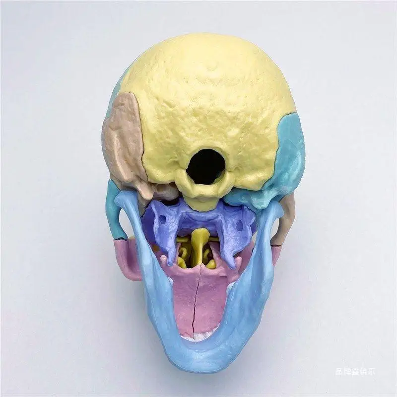 Ciencia y descarga médica multipartes 1:2 Color humano cráneo modelo cráneo enseñanza Dental médica